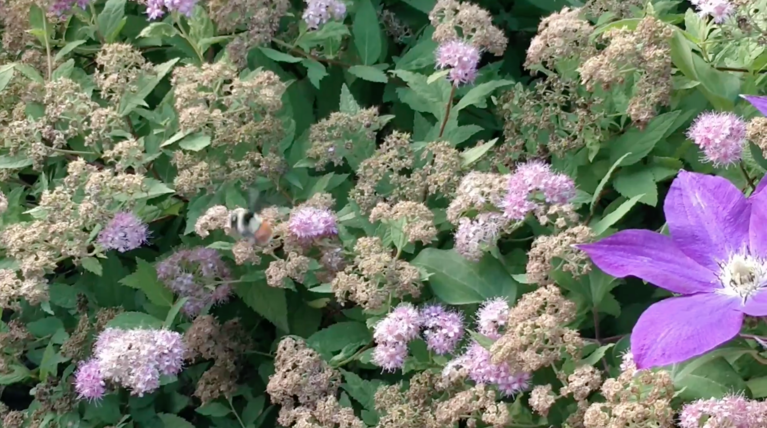 A bee pollinating flowers