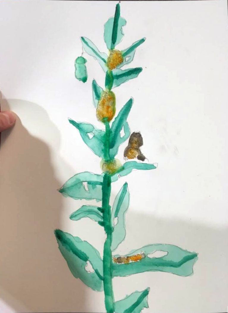 A student's painting of monarch larvae on a milkweed stalk